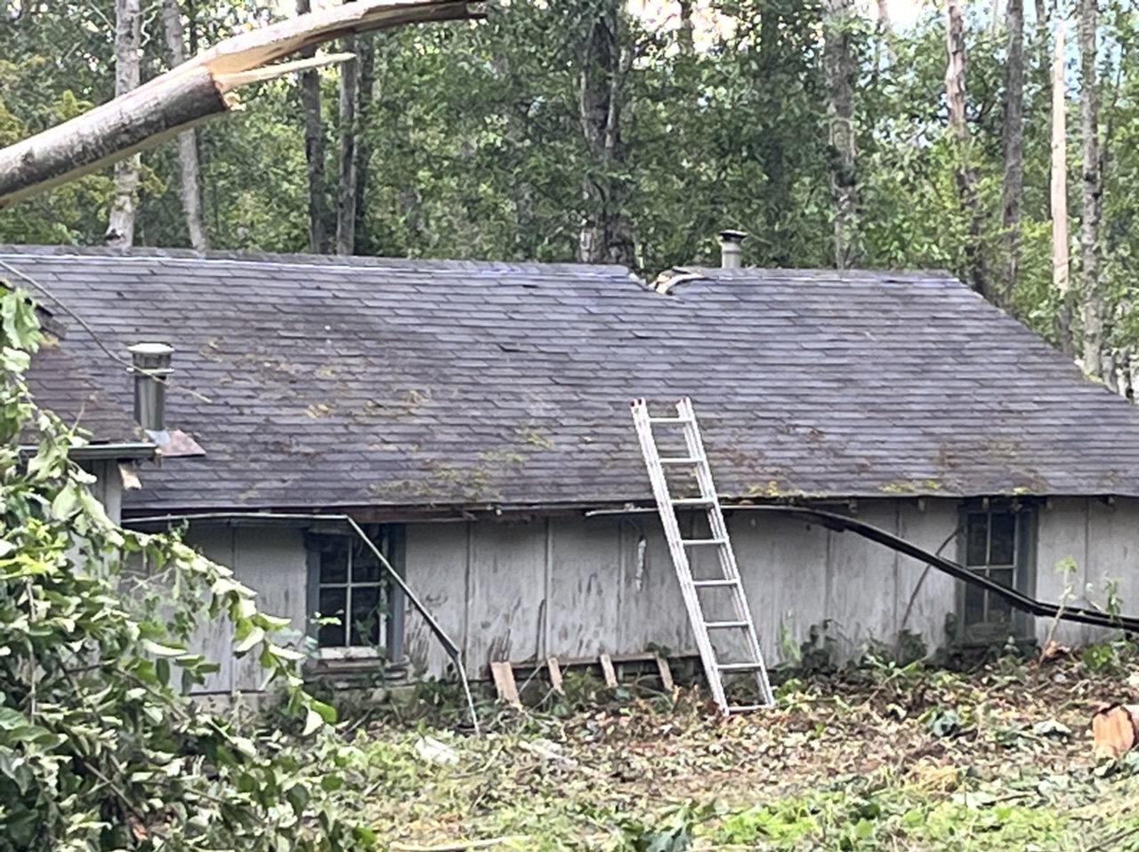 Tree Removal