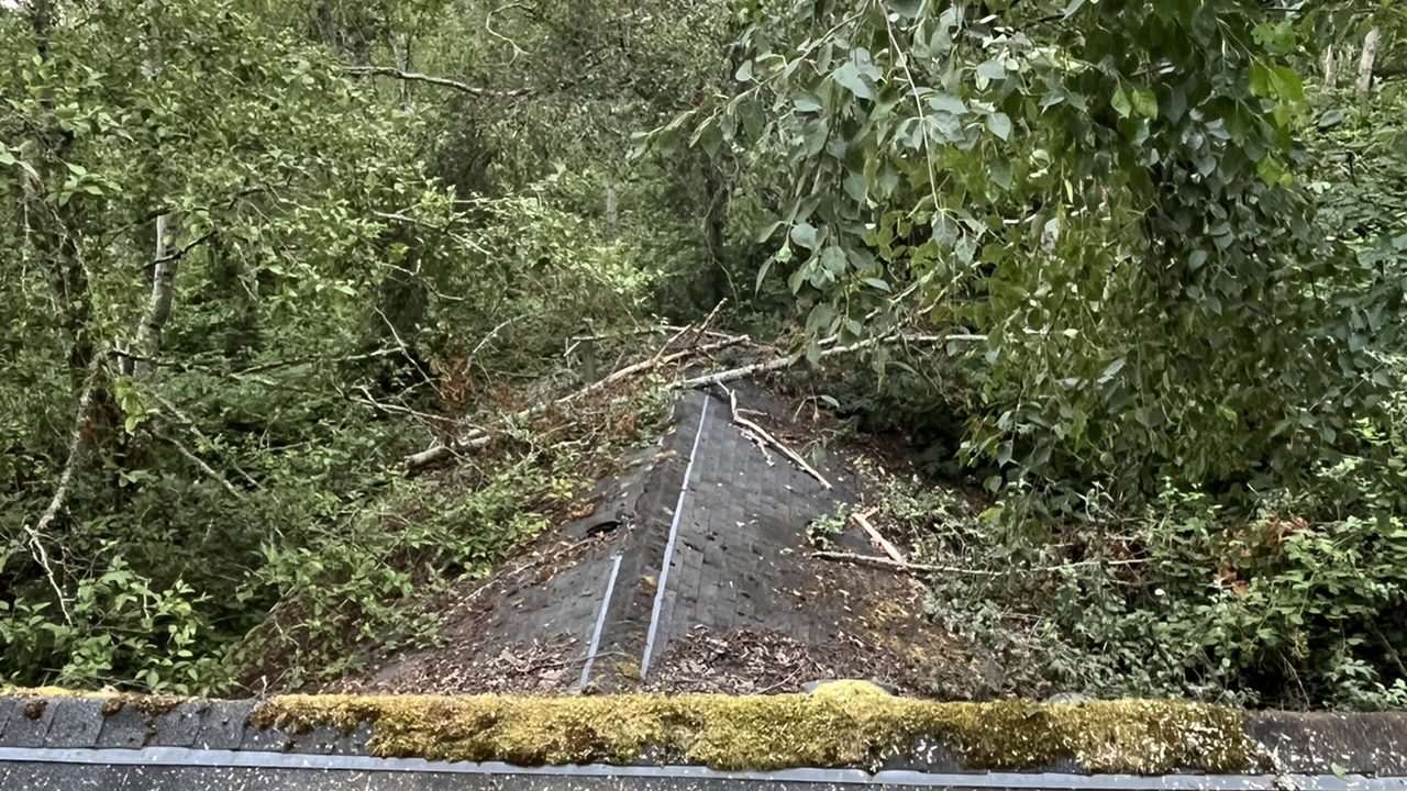 Tree Removal